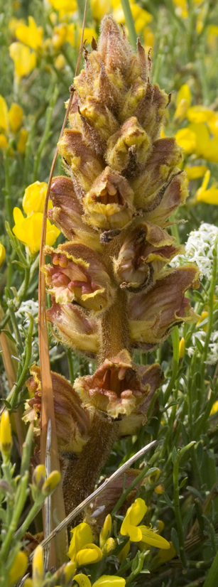 Orobanche?